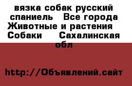 вязка собак русский спаниель - Все города Животные и растения » Собаки   . Сахалинская обл.